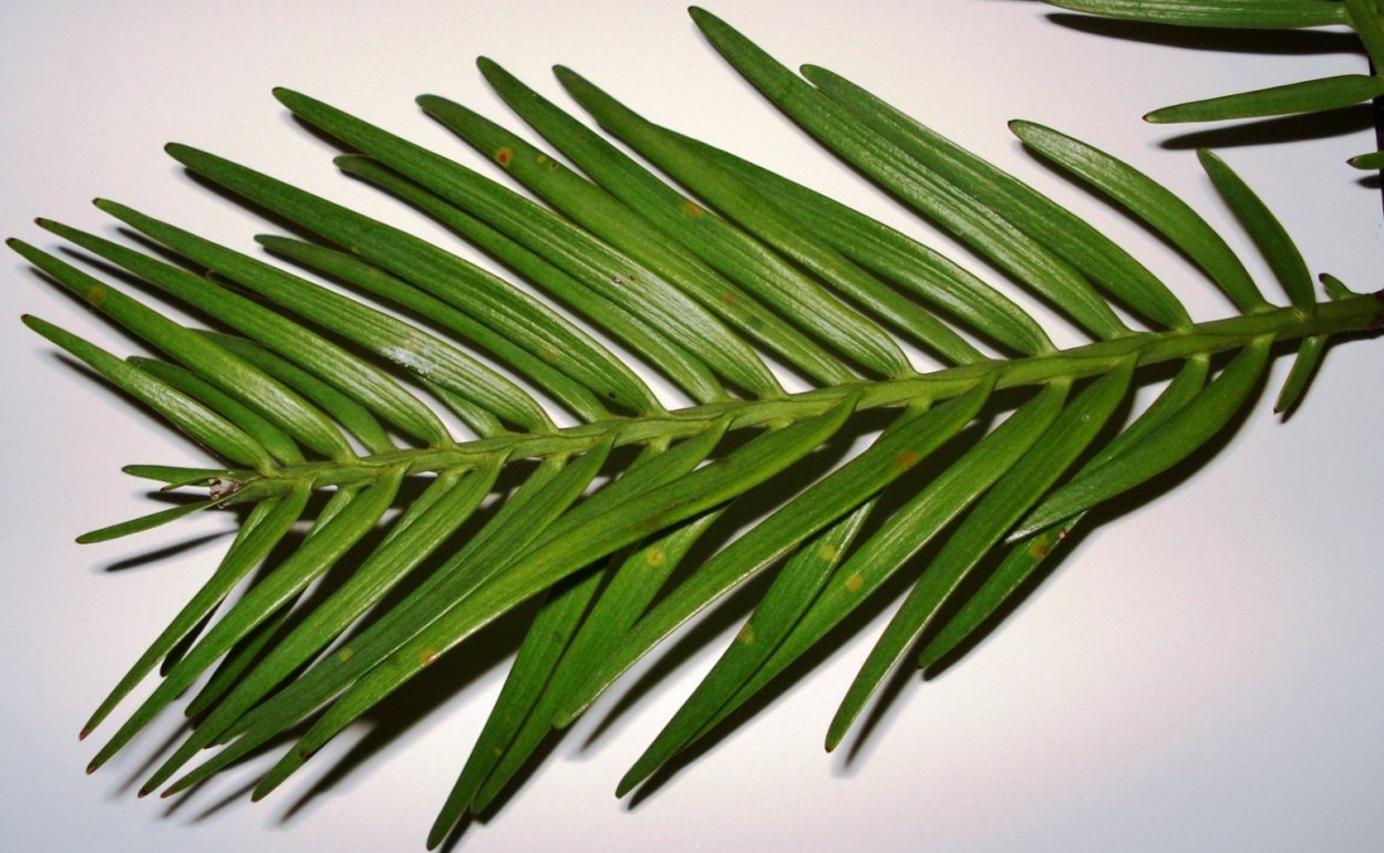 Воллемия болезнь