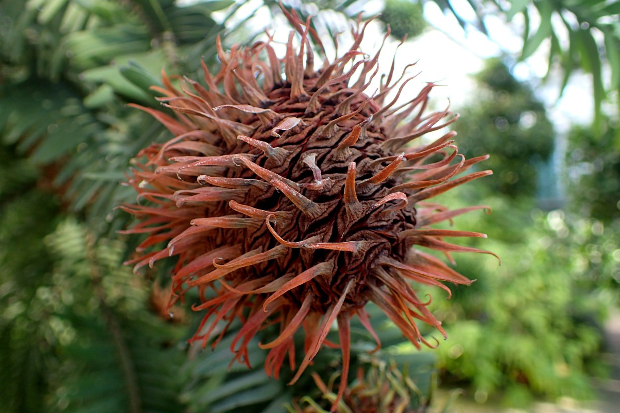 Воллемия Нобилис