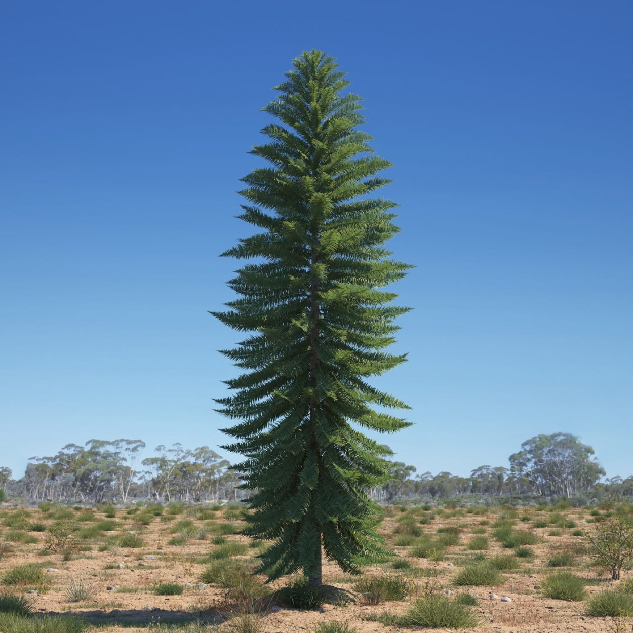 Воллемия благородная