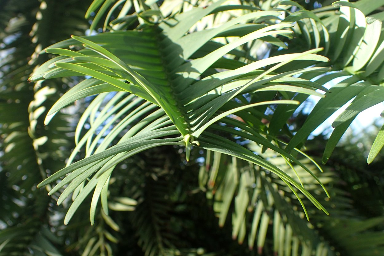 Трава путянг