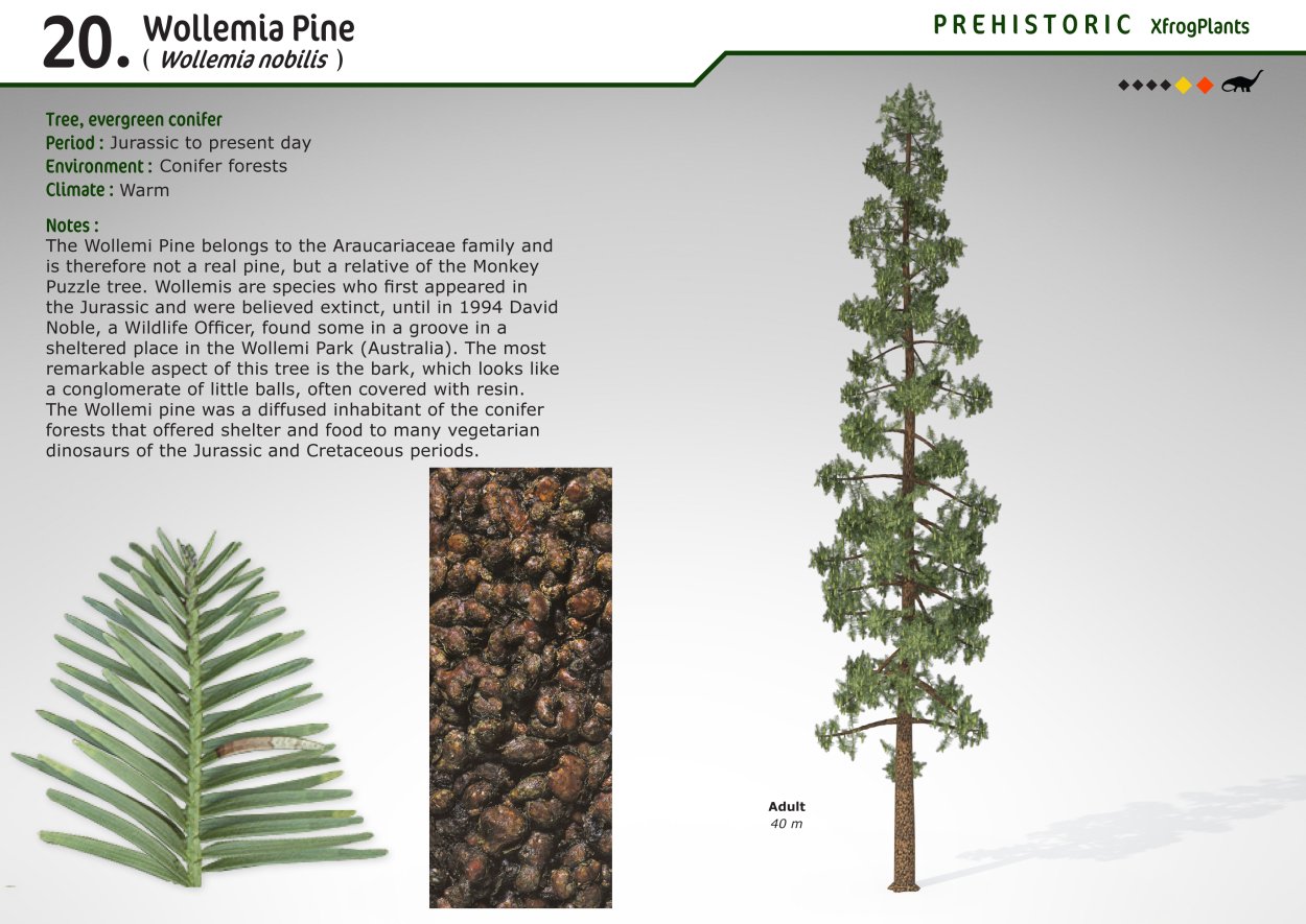 Воллемия благородная