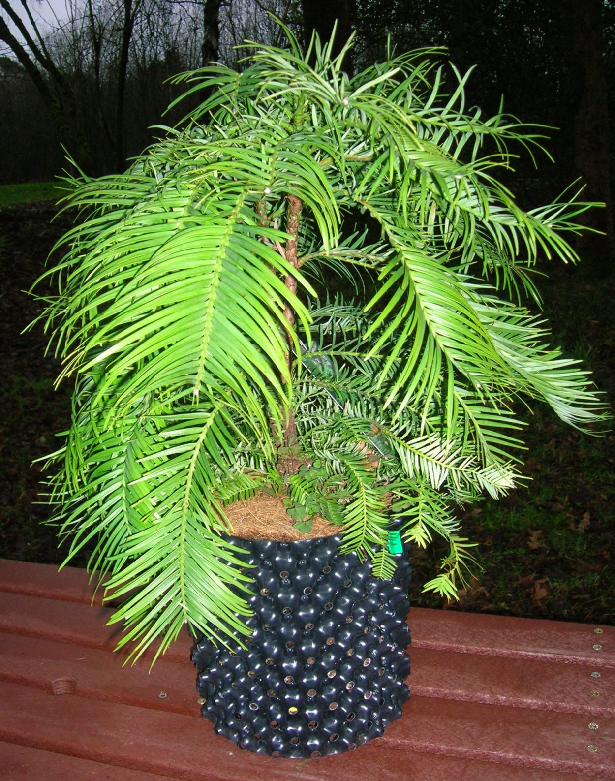 Воллемия дерево