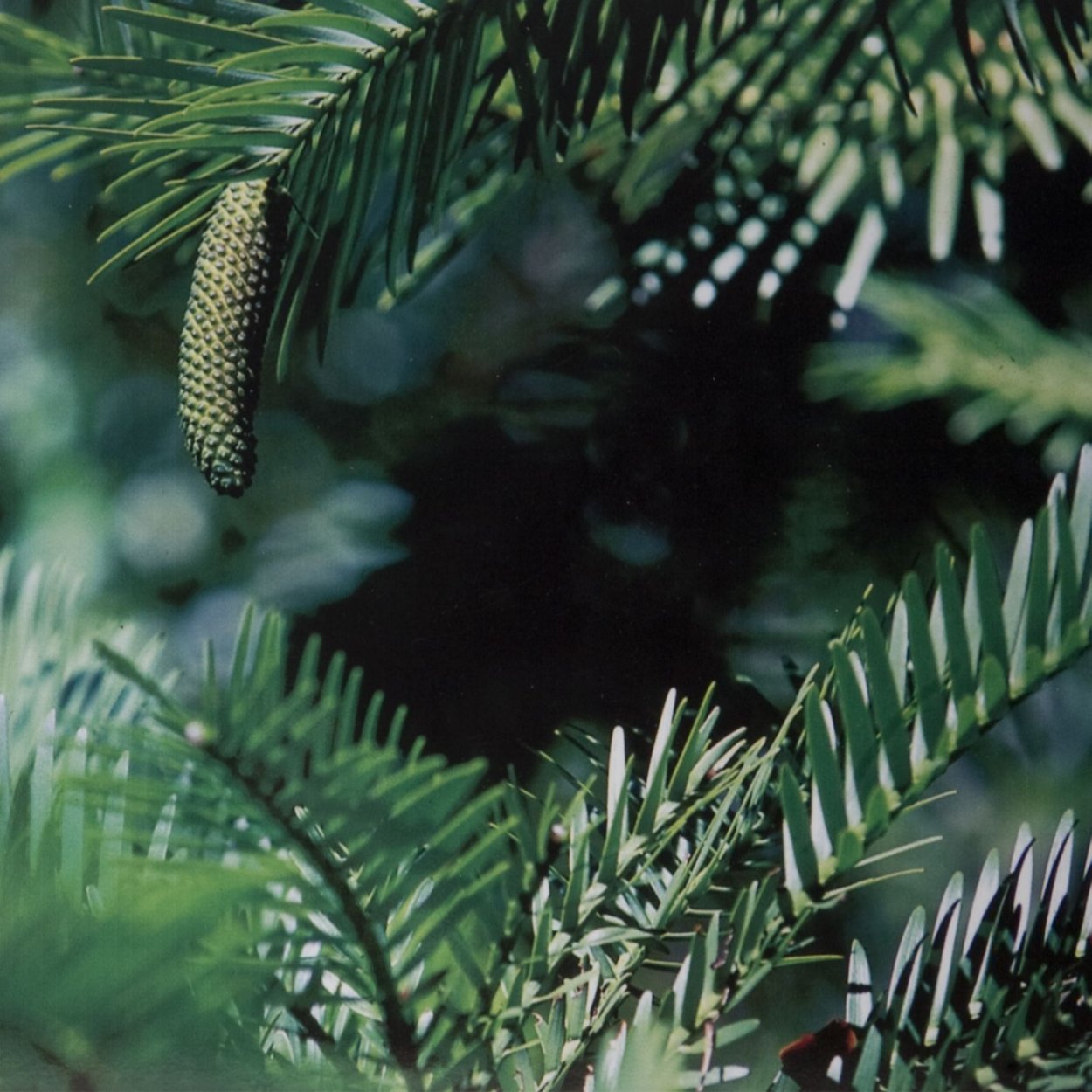 Воллемия хвоя строение