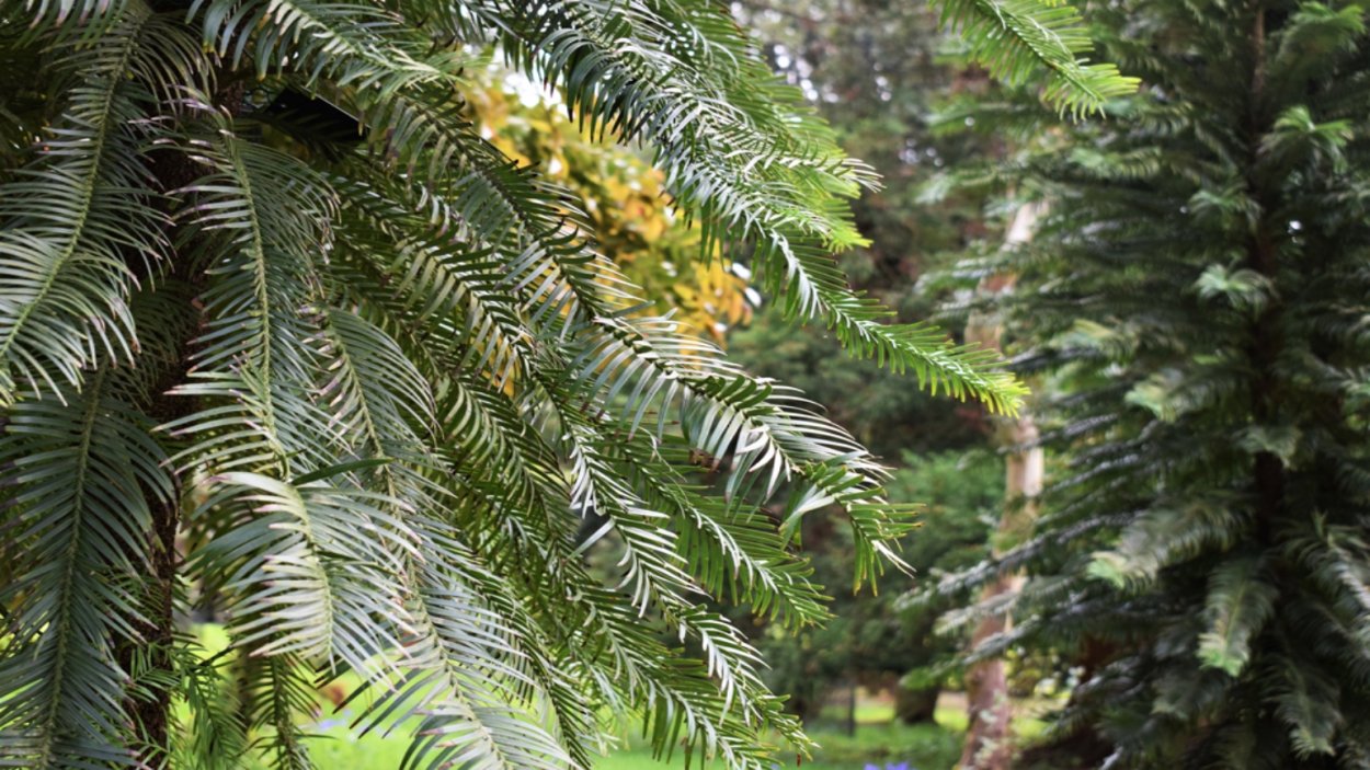 Воллемия благородная Австралия