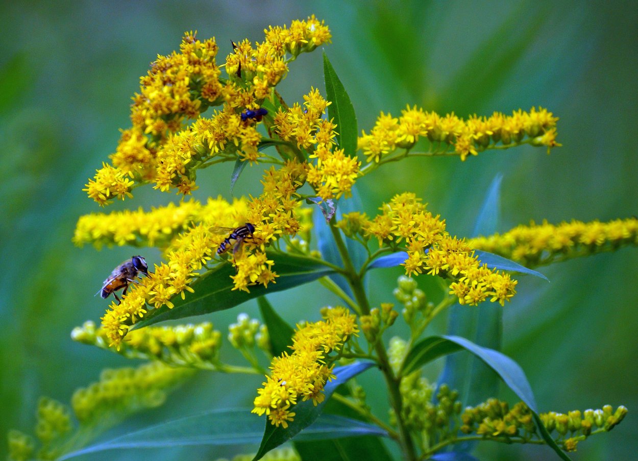 Золотарник канадский (Solidago canadensis)