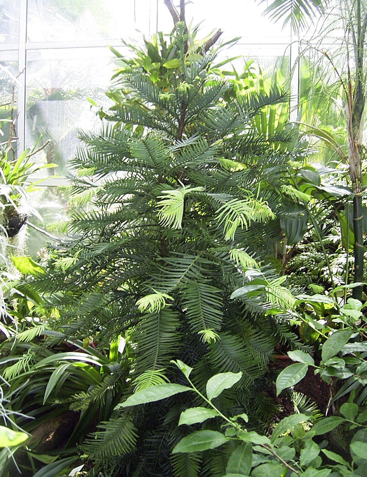 Воллемия благородная