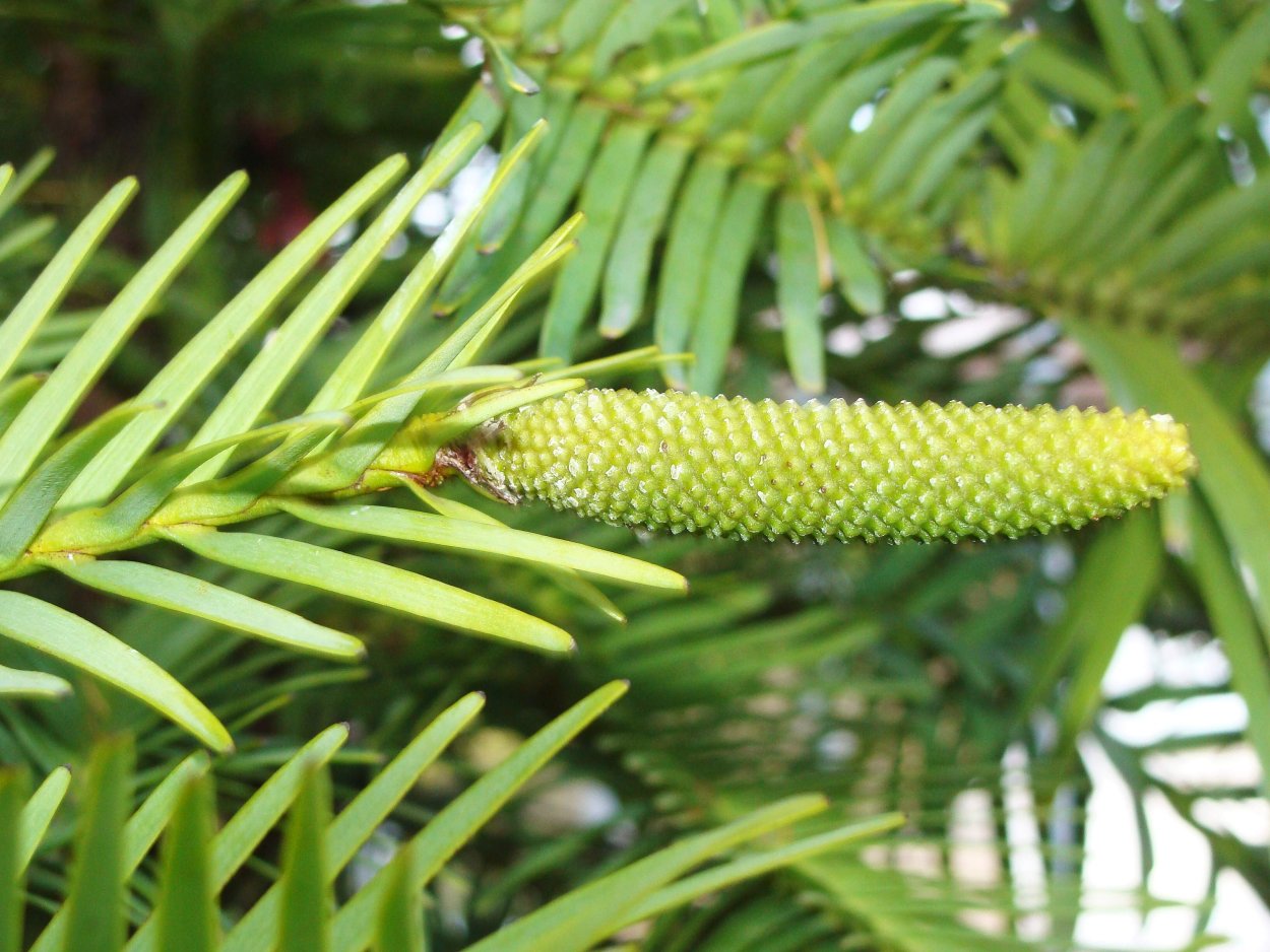 Нобилис дерево
