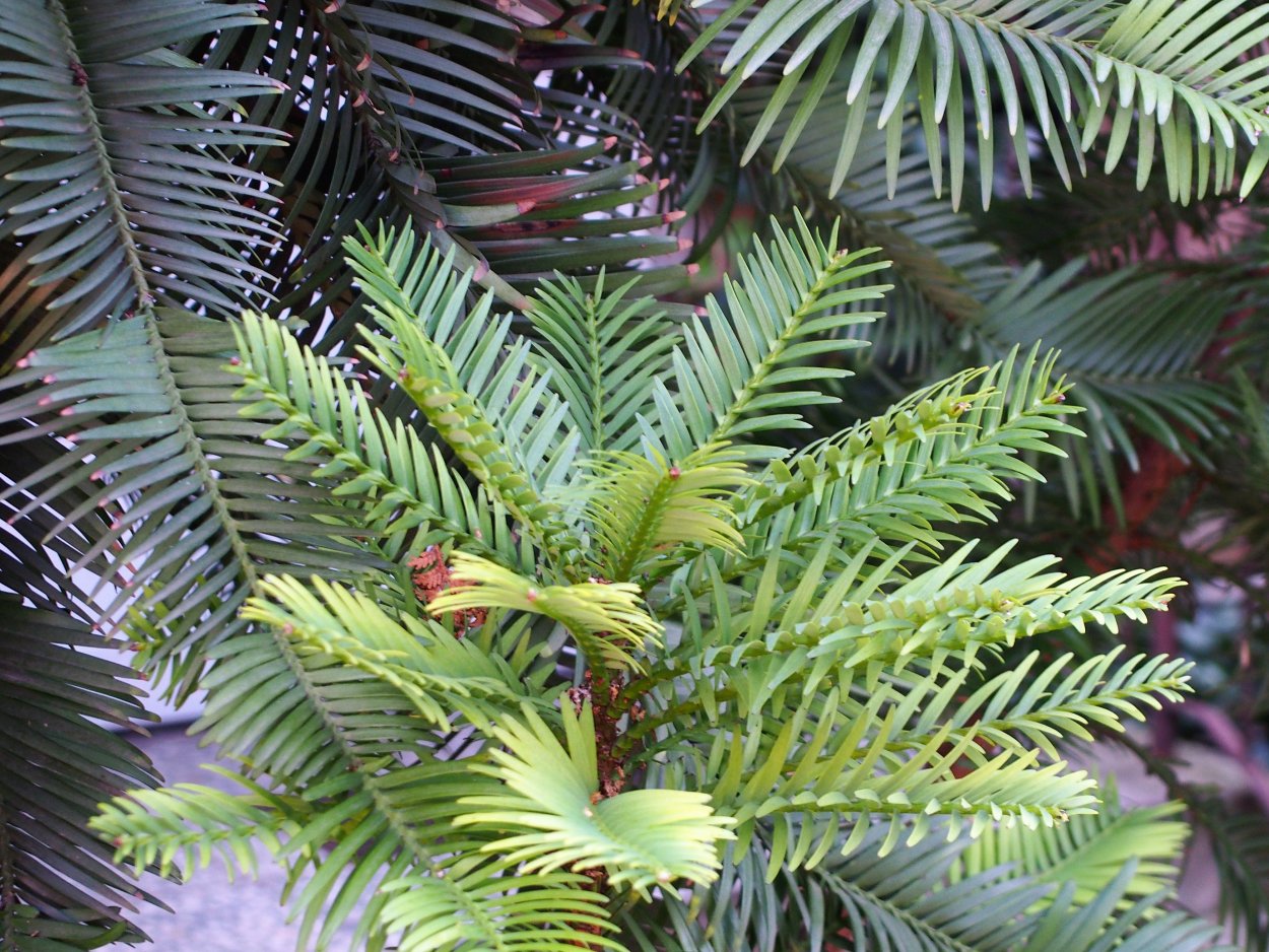 Воллемия Нобилис