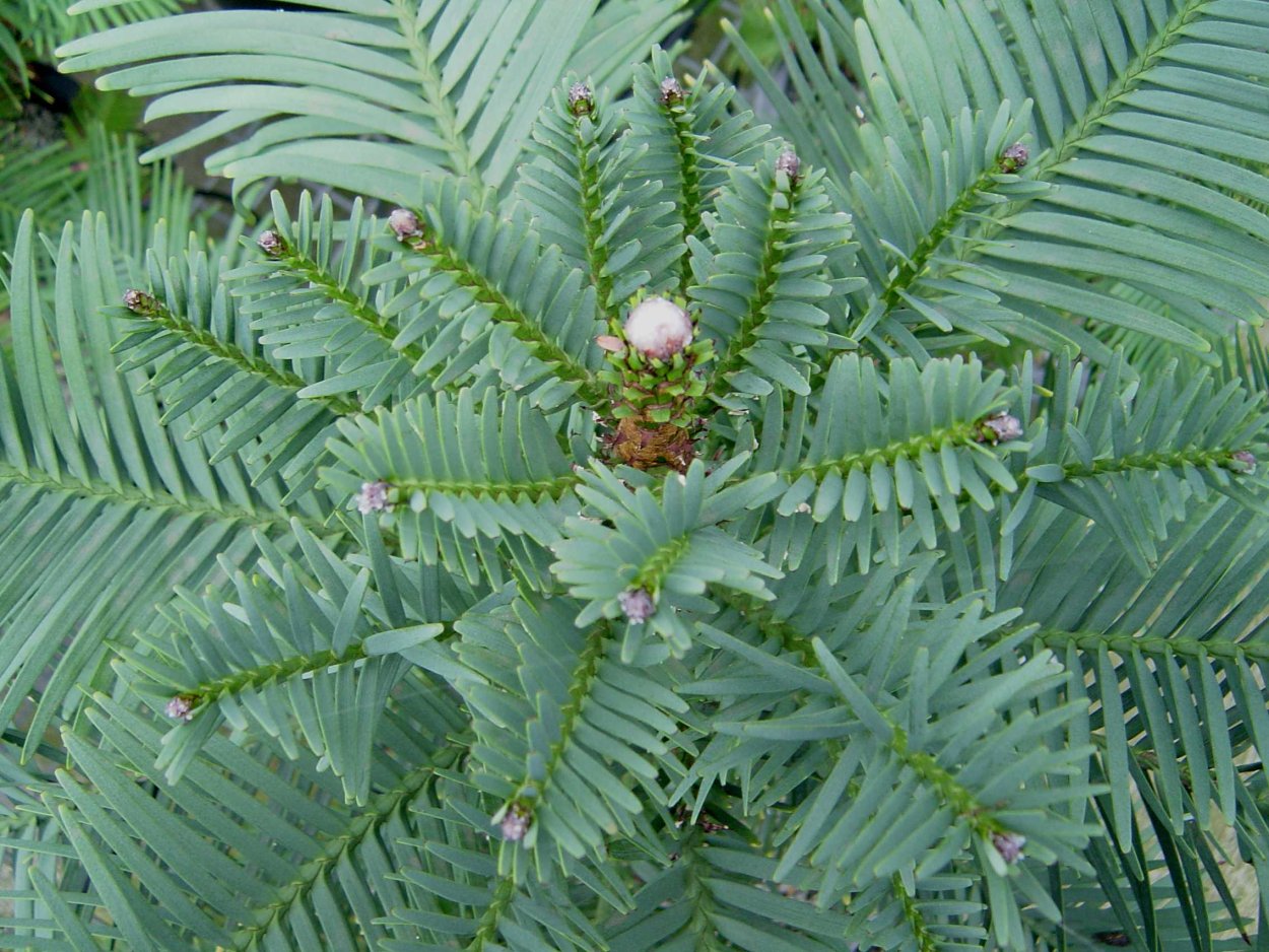 Воллемия благородная