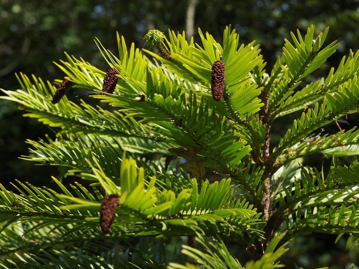 Нобилис фото