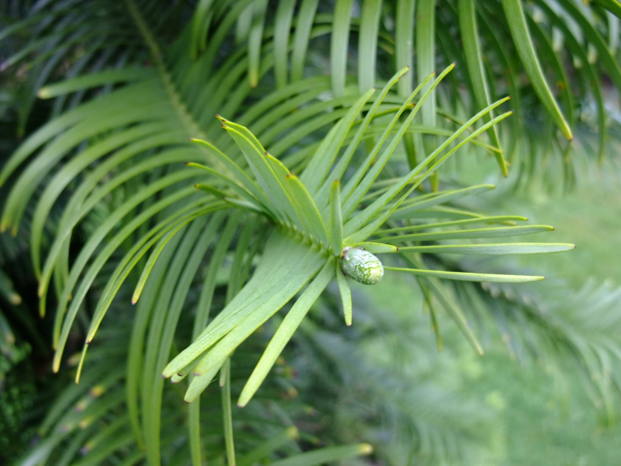 Вечнозеленое австралийское хвойное дерево