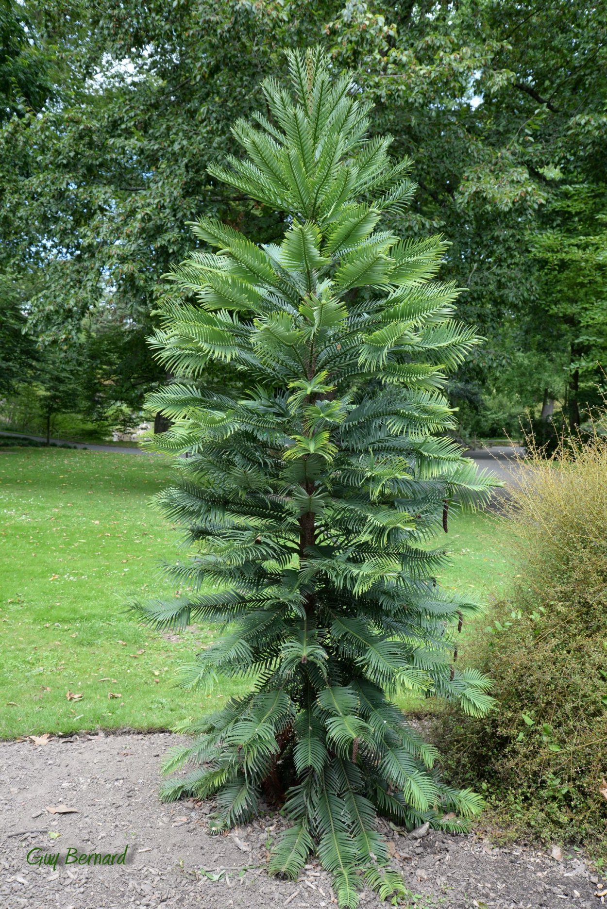 Воллемия дерево