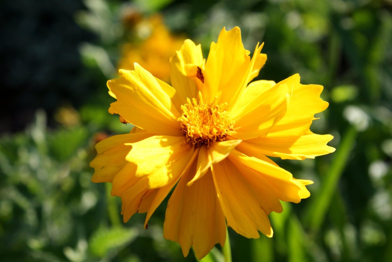 Кореопсис Лимончелло Голден Еллоу