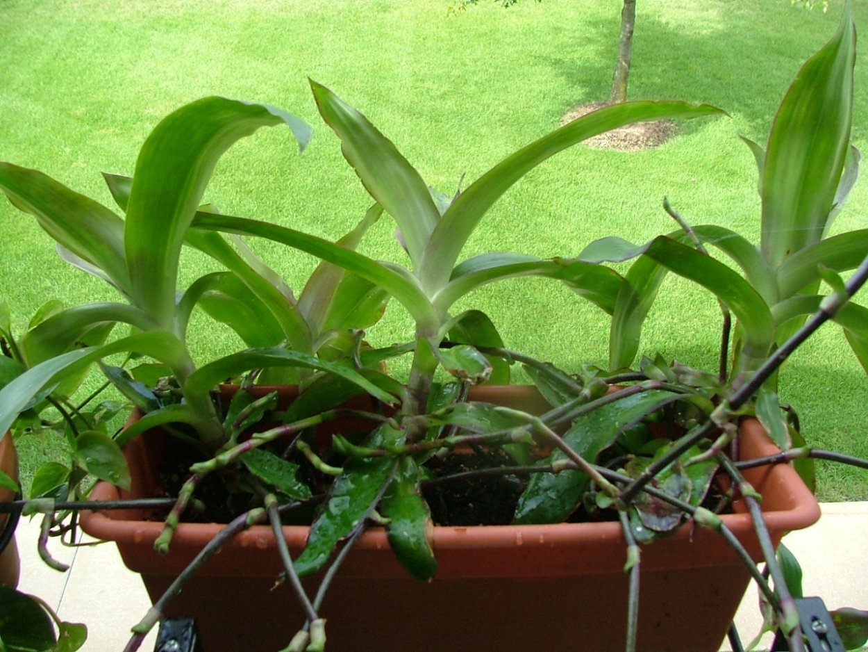 Золотой ус каллизия в горшке