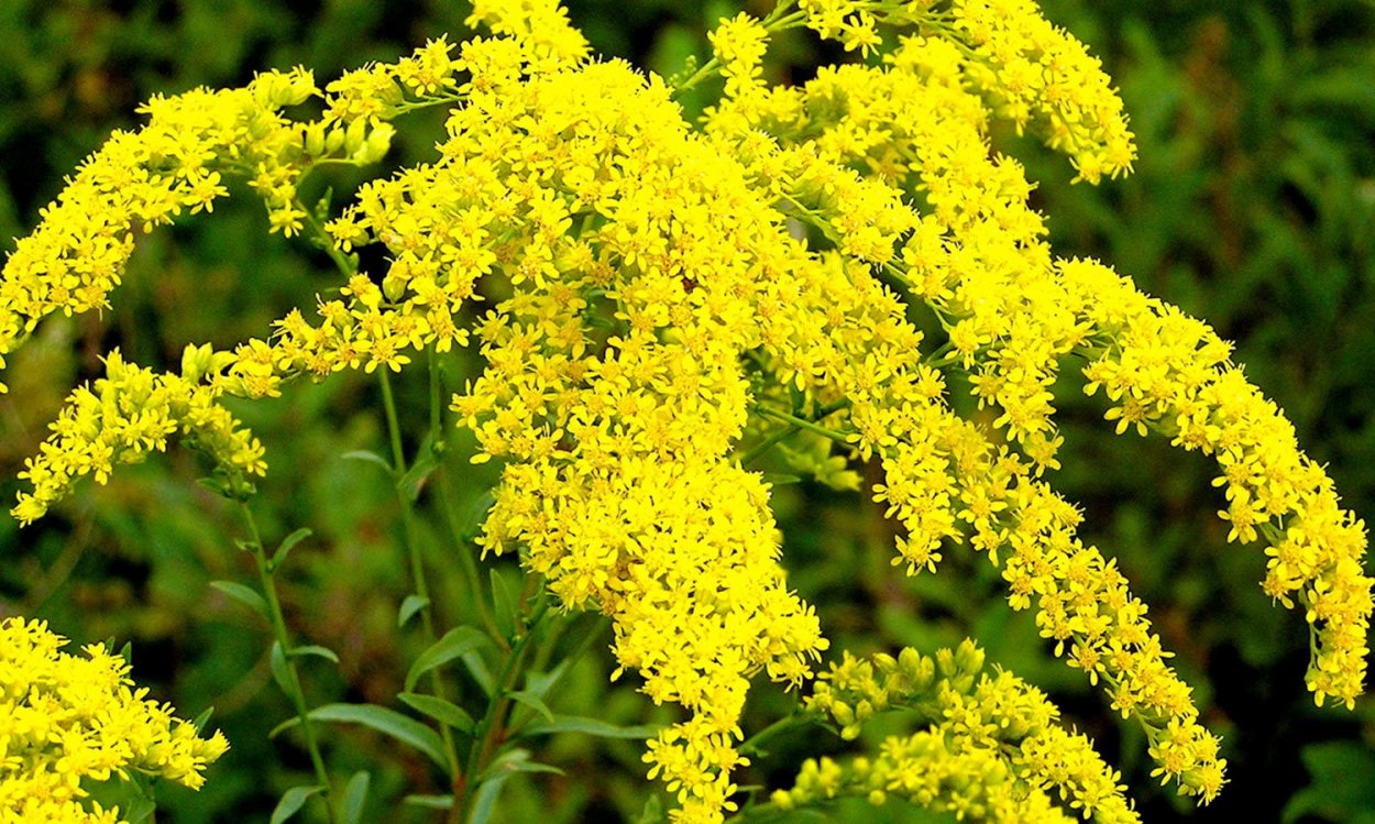 Золотая розга (золотарник)