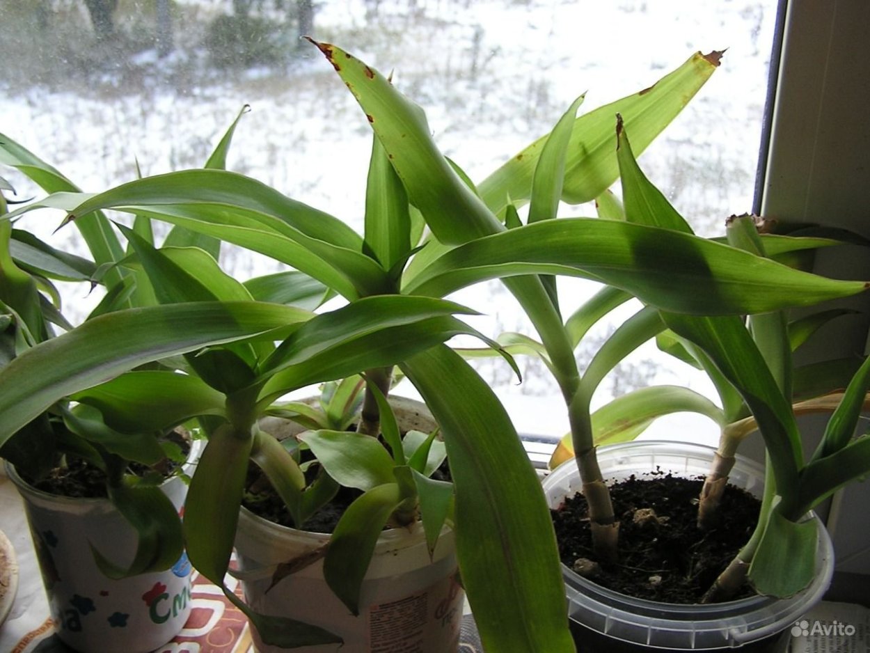 Золотой ус Родина