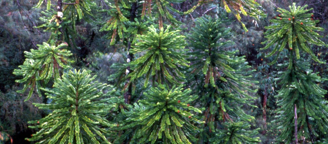 Воллемия благородная