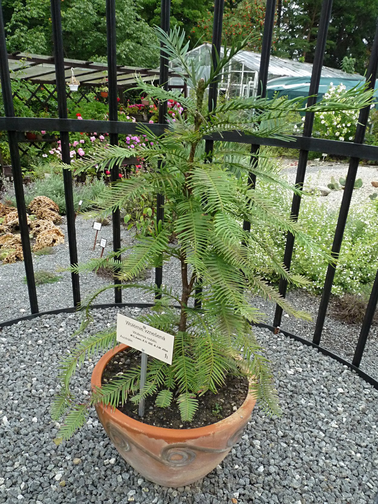 Воллемия дерево