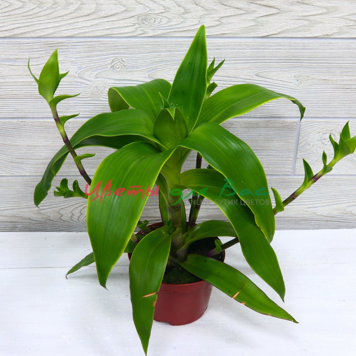 Каллизия душистая