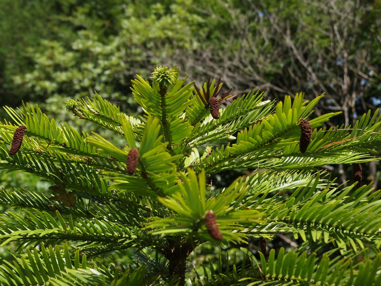 Воллемия благородная лес