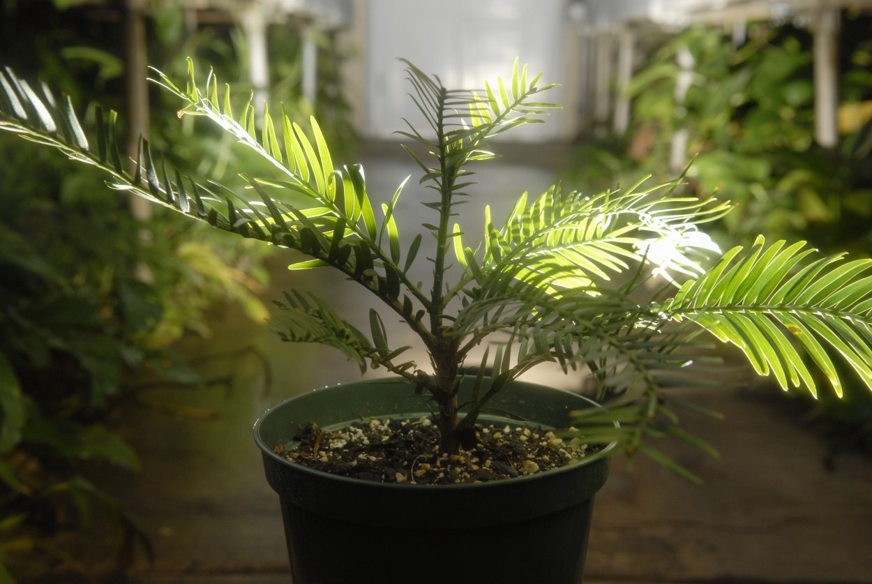 Воллемия растение фото