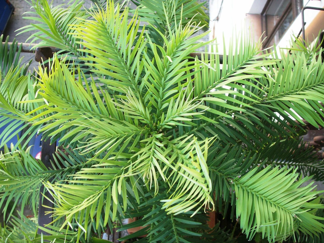 Араукария Чилийская