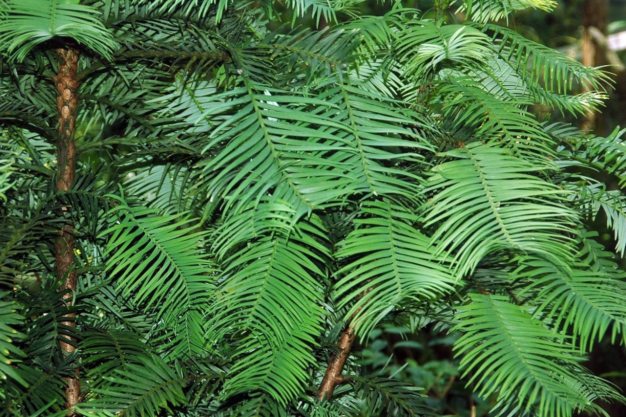 Реликтовое хвойное дерево Воллемия