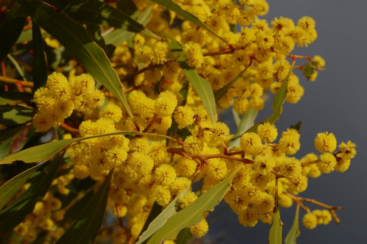 Акация густоцветковая