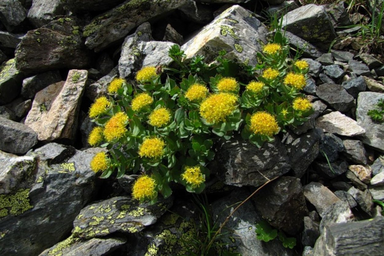 Родиола розовая Алтайская