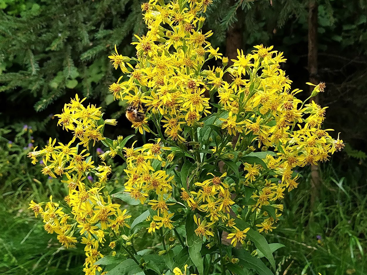 Золотарник обыкновенный (Solidago virgaurea