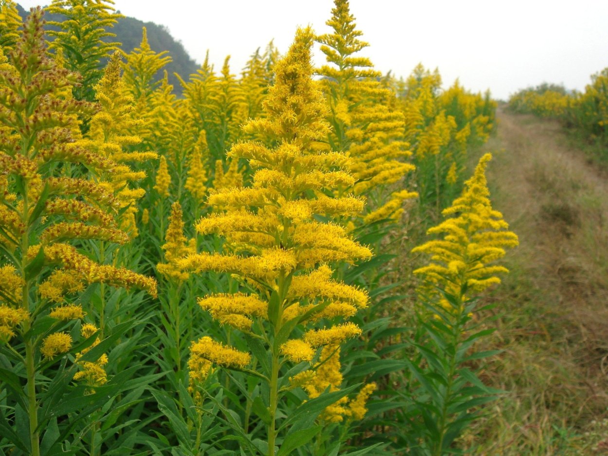 Золотарник канадский (солидаго)