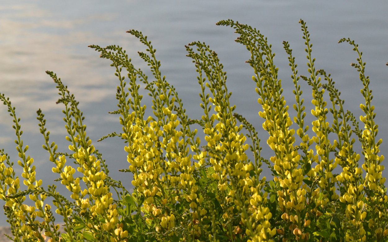 Витекс жёлтый полевой