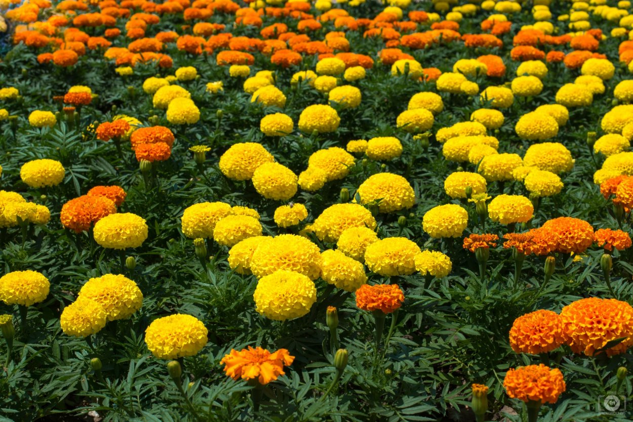 Бархатцы Голден флаффи (Golden fluffy)