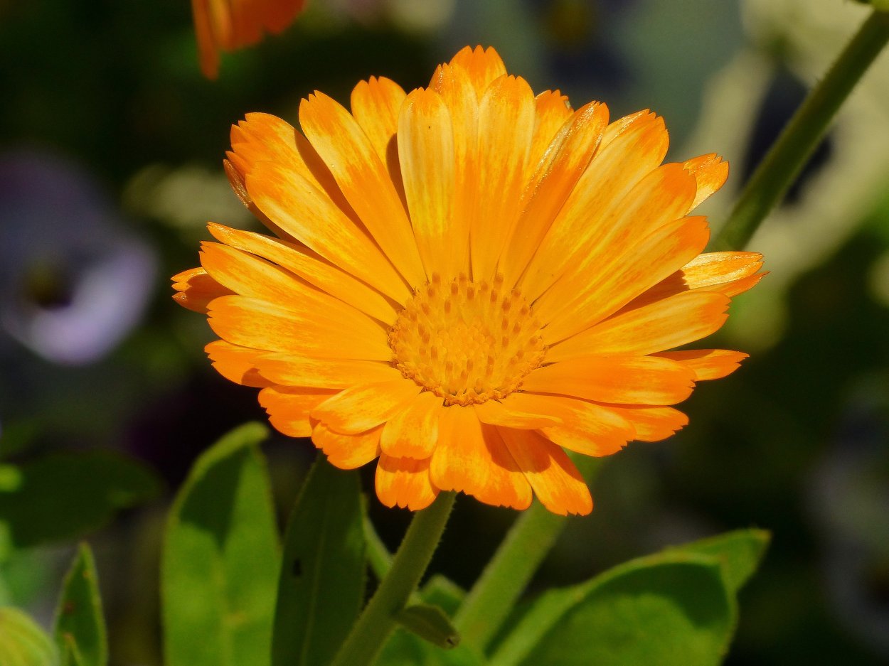 Календула лекарственная (Calendula officinalis)