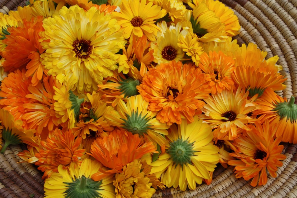 Календула, ноготки, Calendula