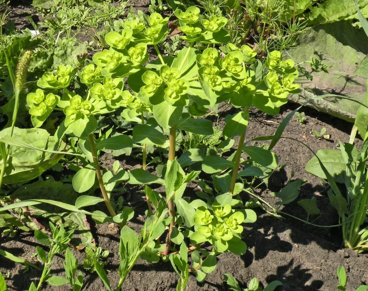 Euphorbia cyparissias