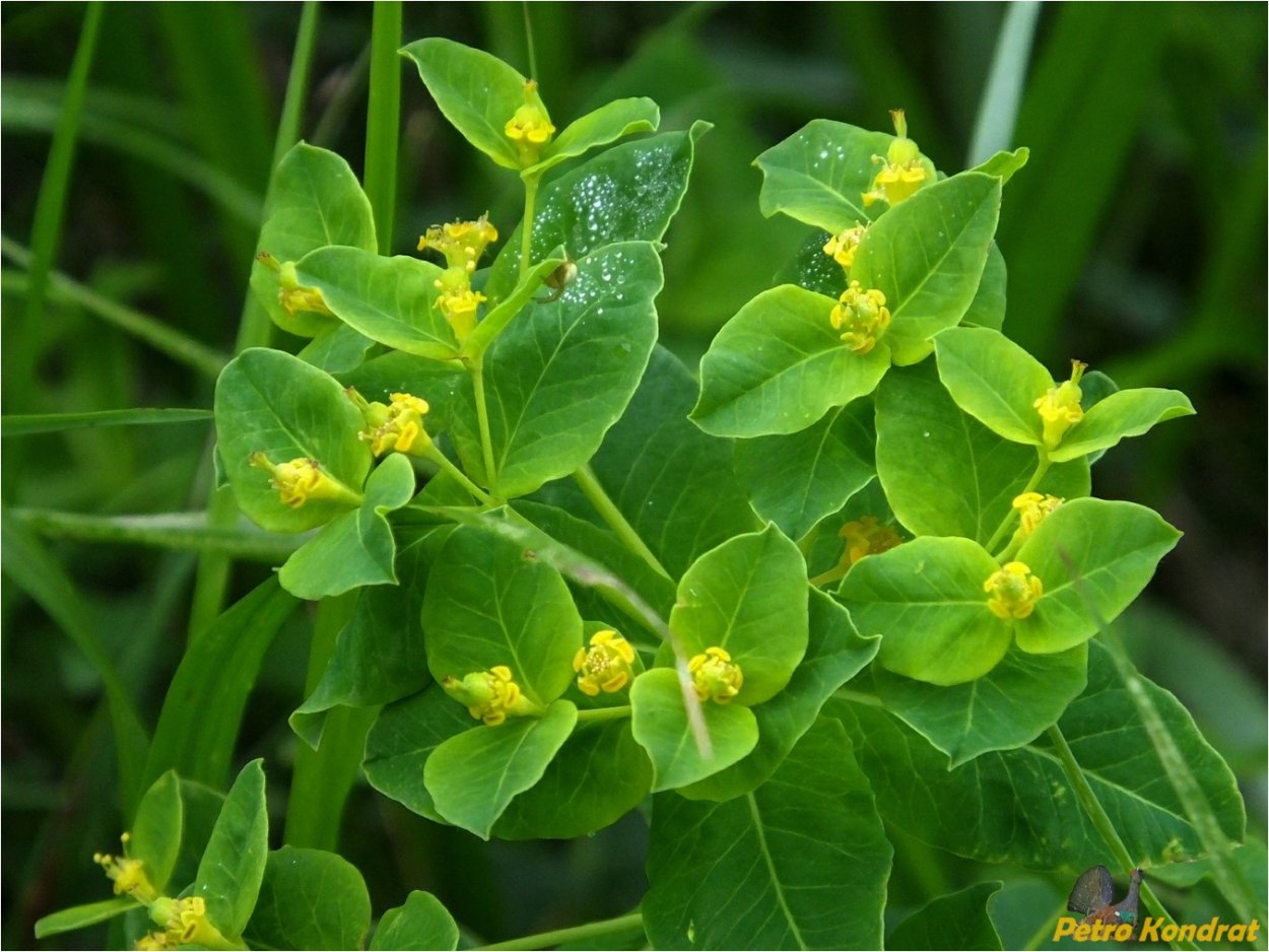 Euphorbia helioscopia молочай солнцегляд