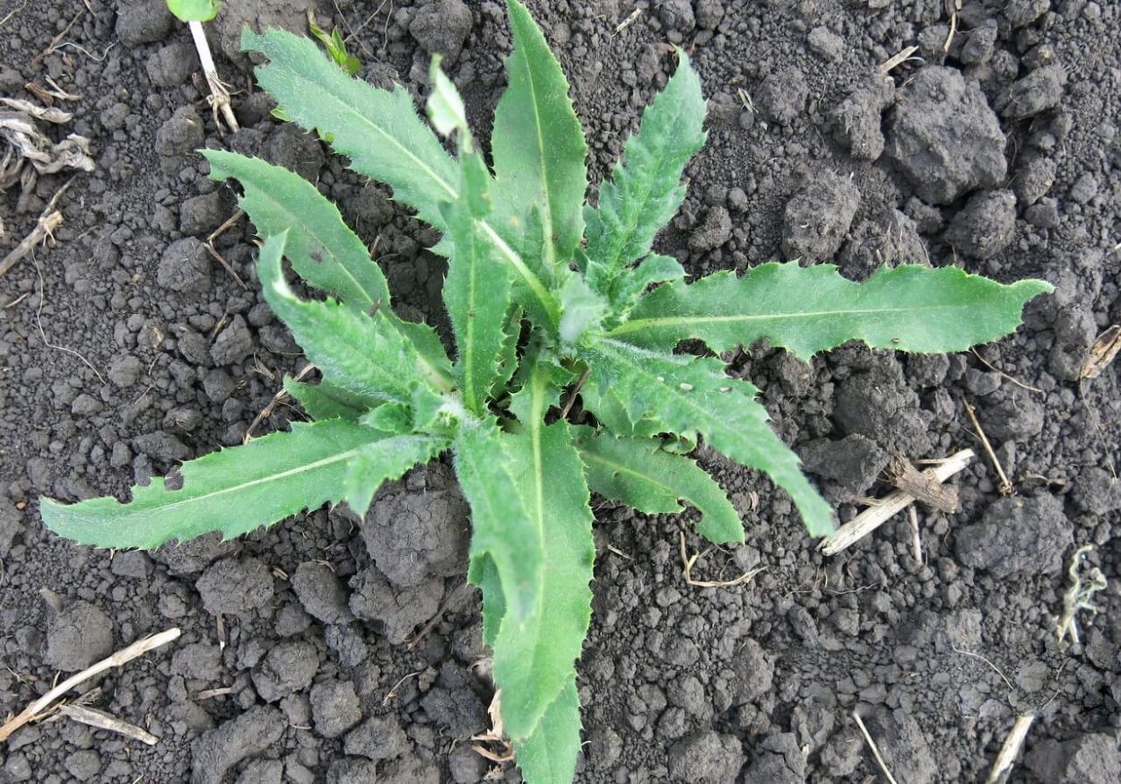 Портулак и молочай приземистый