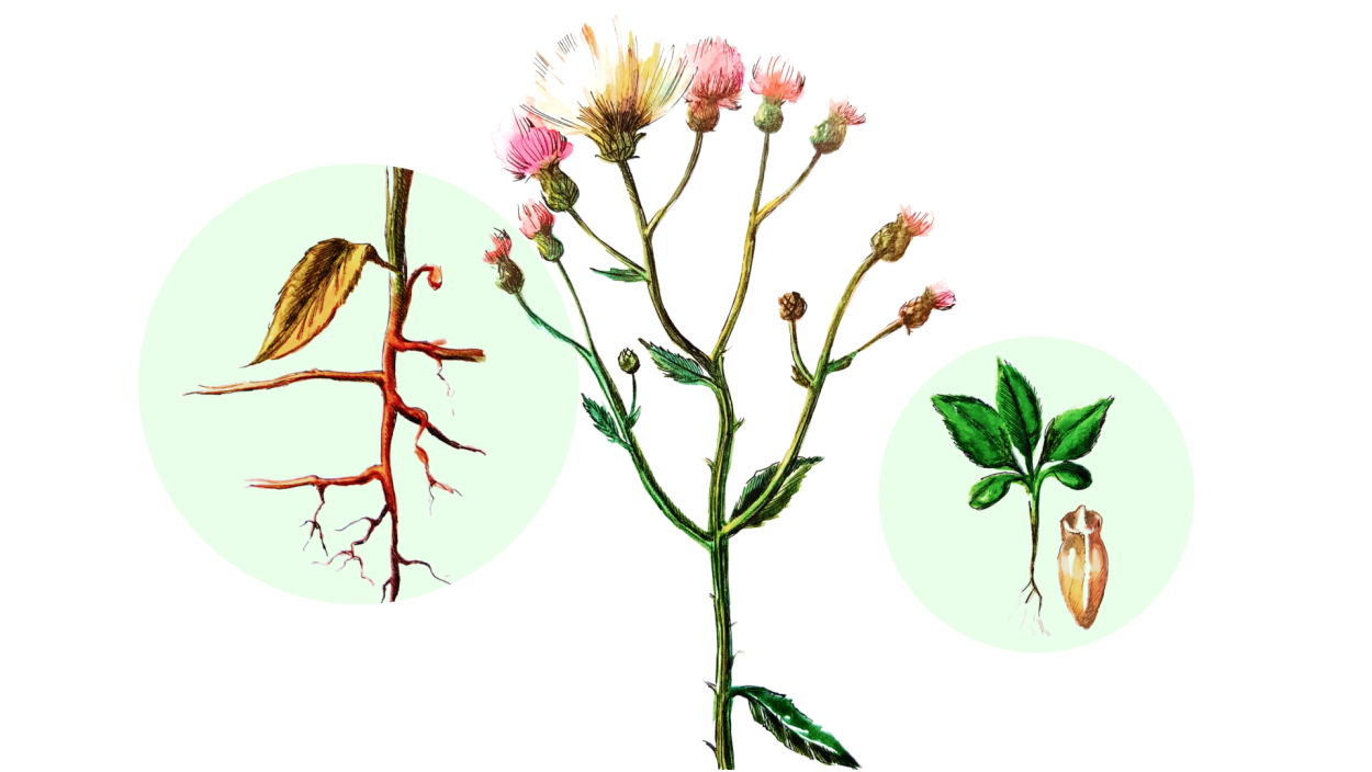 Молочай огородный