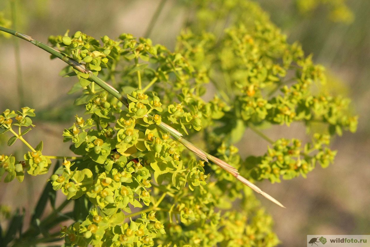 Лист одуванчика