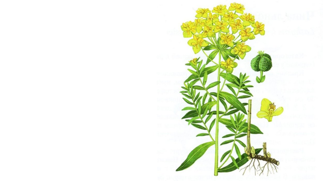 Молочай осот огородный сорняк