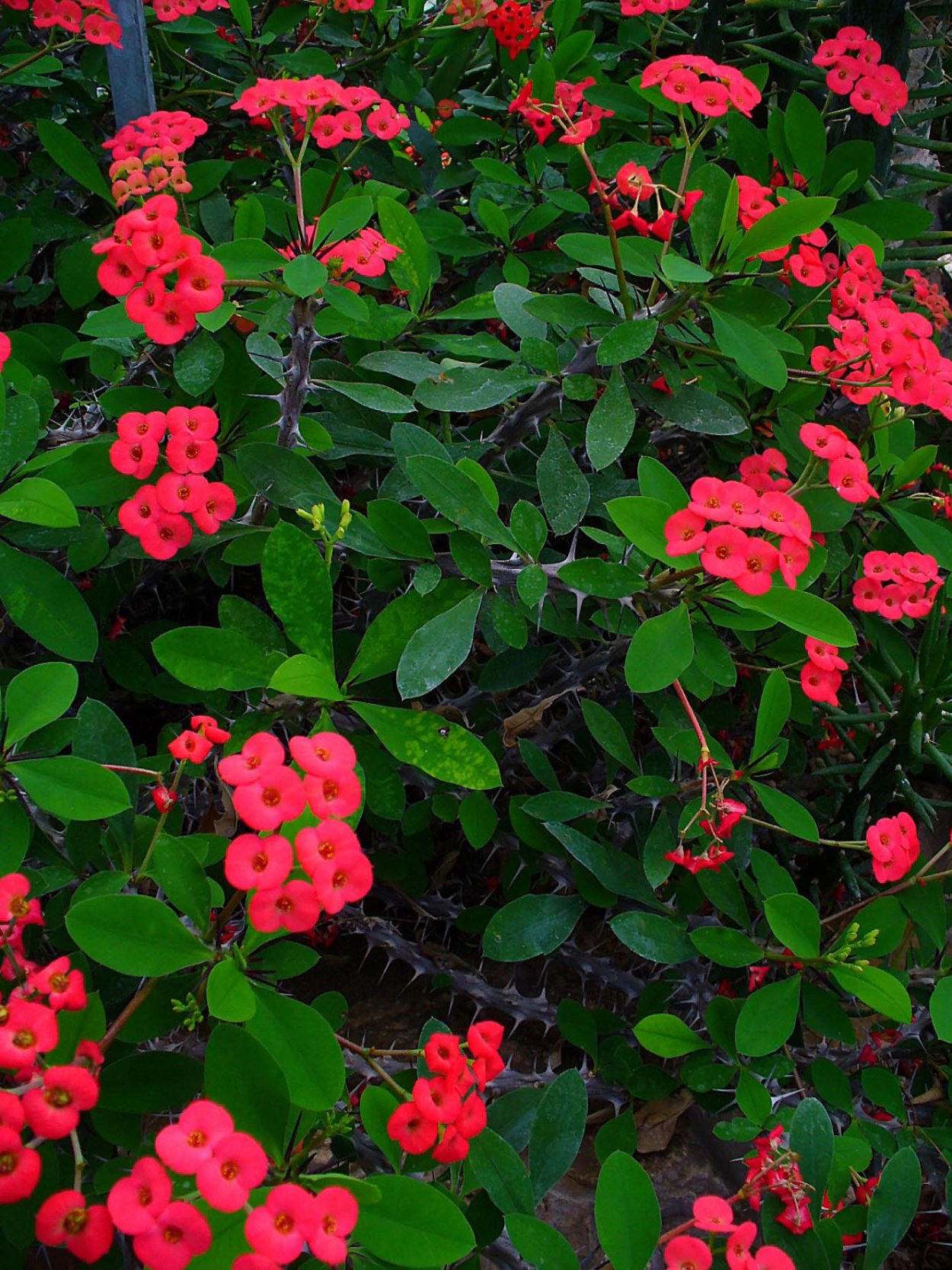 Колючий цветок с красными мелкими цветами