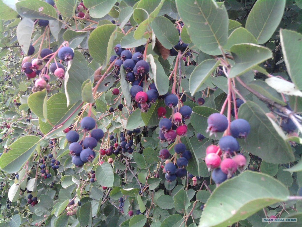 Ирга круглолистная куст