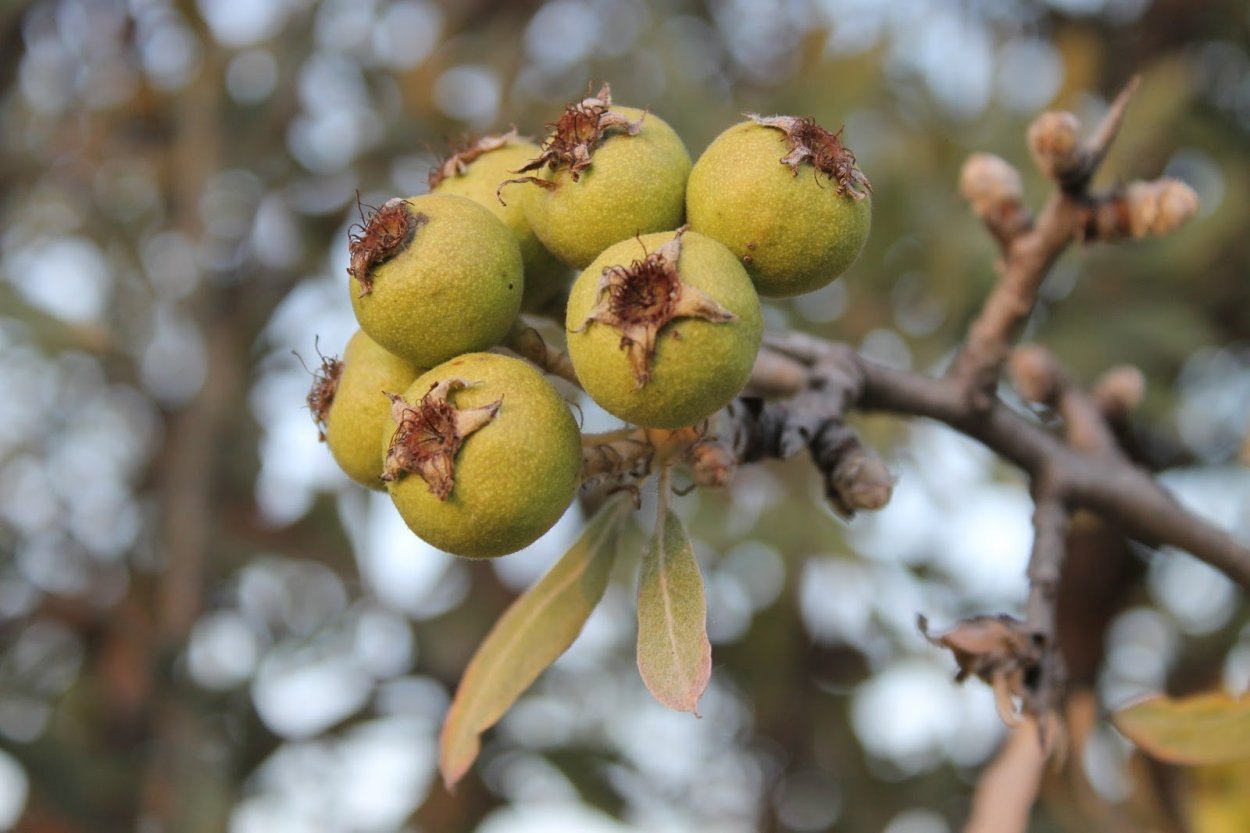 Груша это цветковое растение