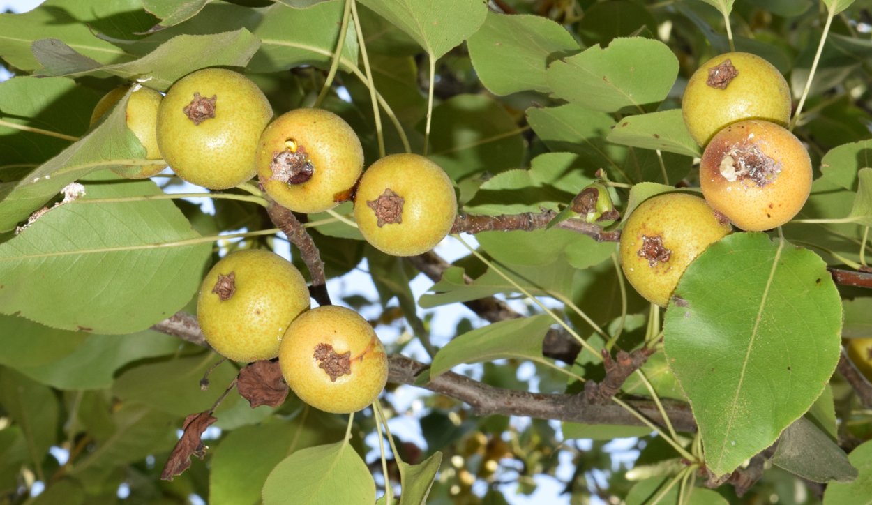 Ирга ягода куст