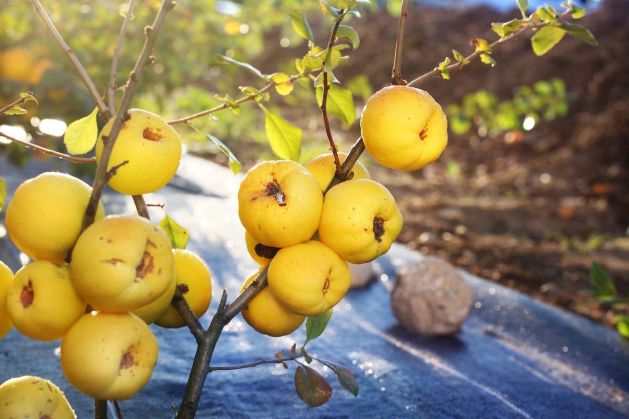 Pyrus elaeagrifolia Pall