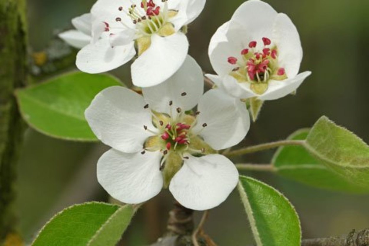 Pyrus Bulgarica