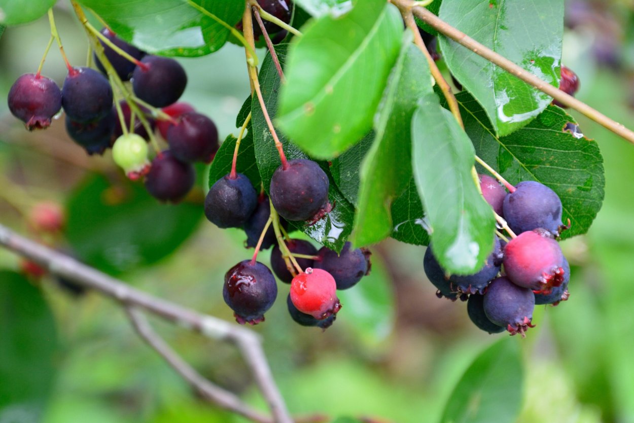 Ирга ольхолистная Нортлайн