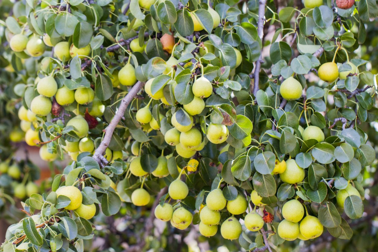 Pyrus betulaefolia растение