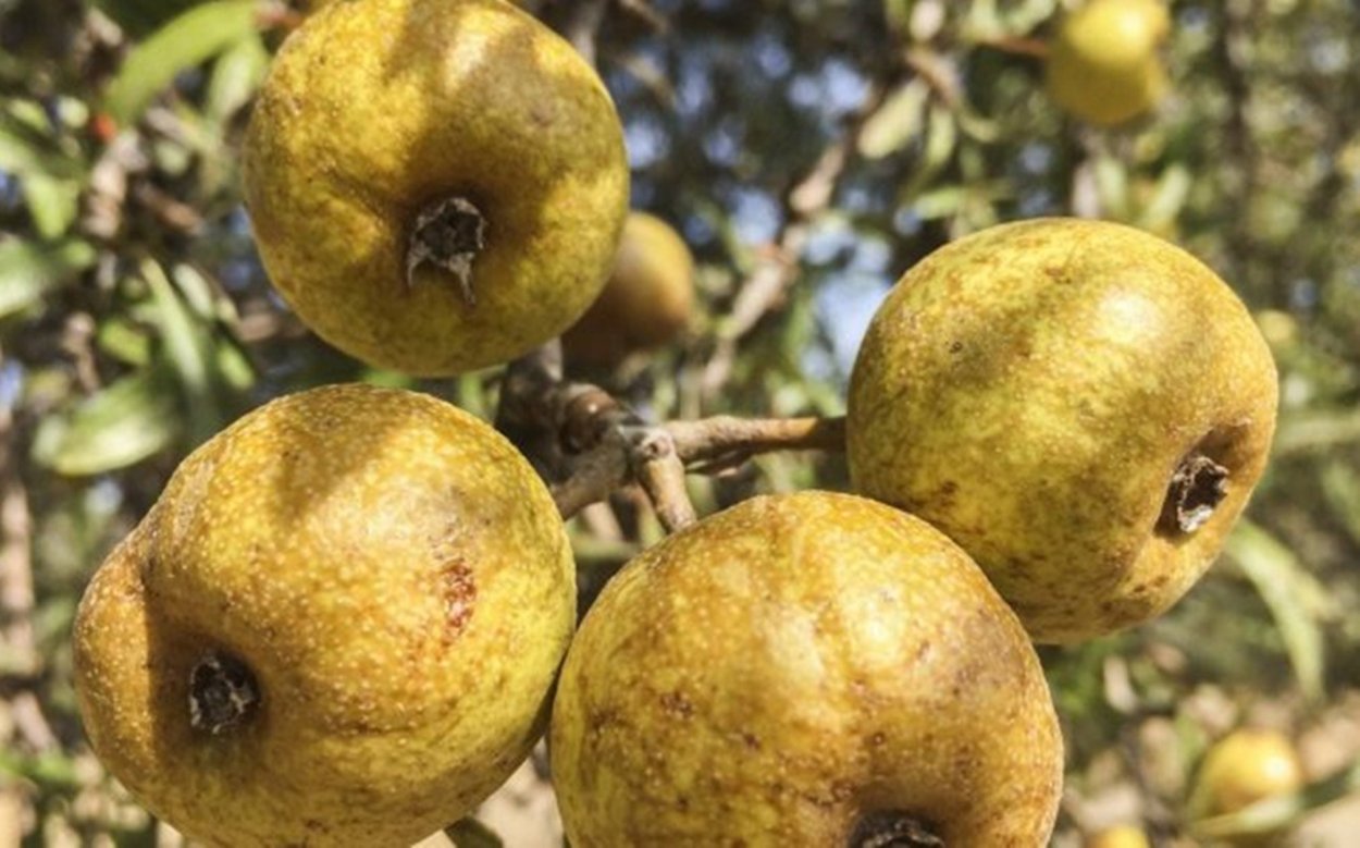 Груша регеля туркменски